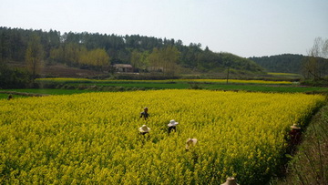 油菜制种基地