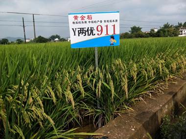 y两优911田间表现