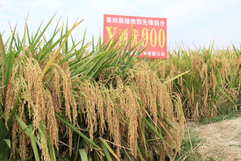 热烈祝贺y两优900y两优957被评为全国十大优质超级稻